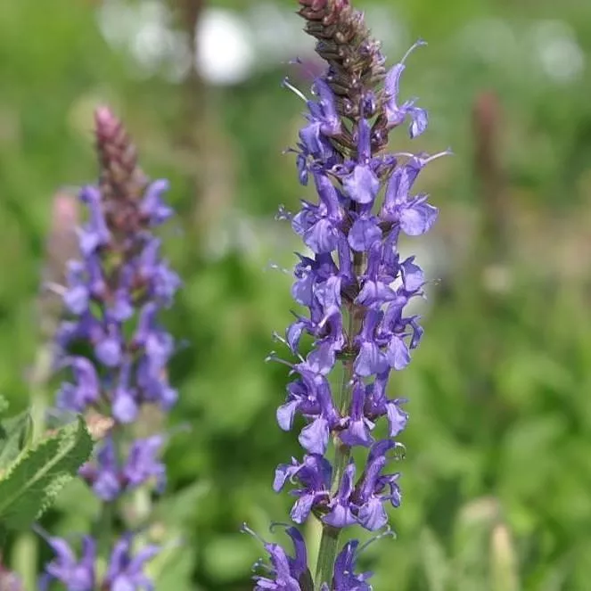 Salvia, Blue Hill Meadow Sage
