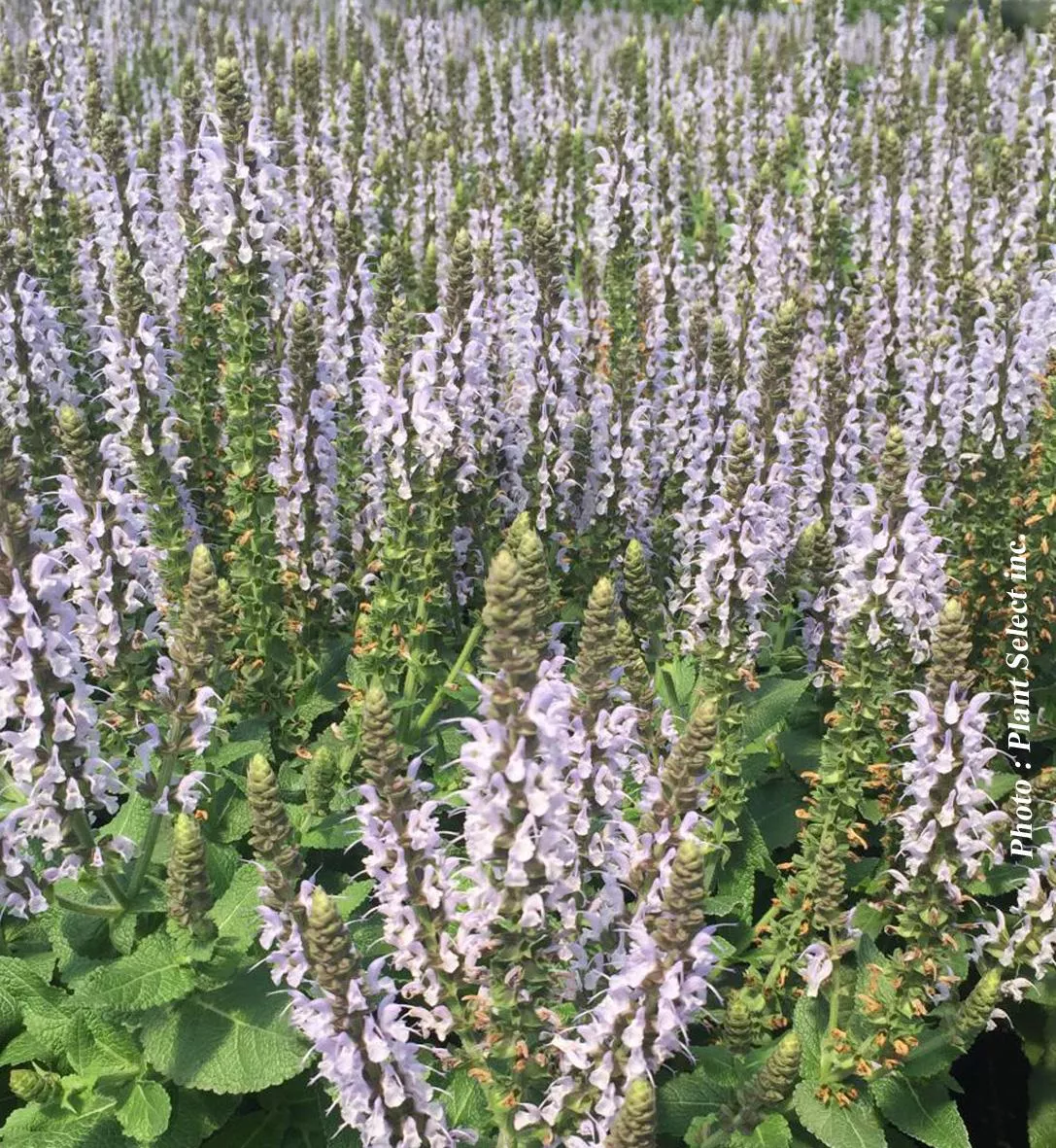 Salvia 'Blumblesky'