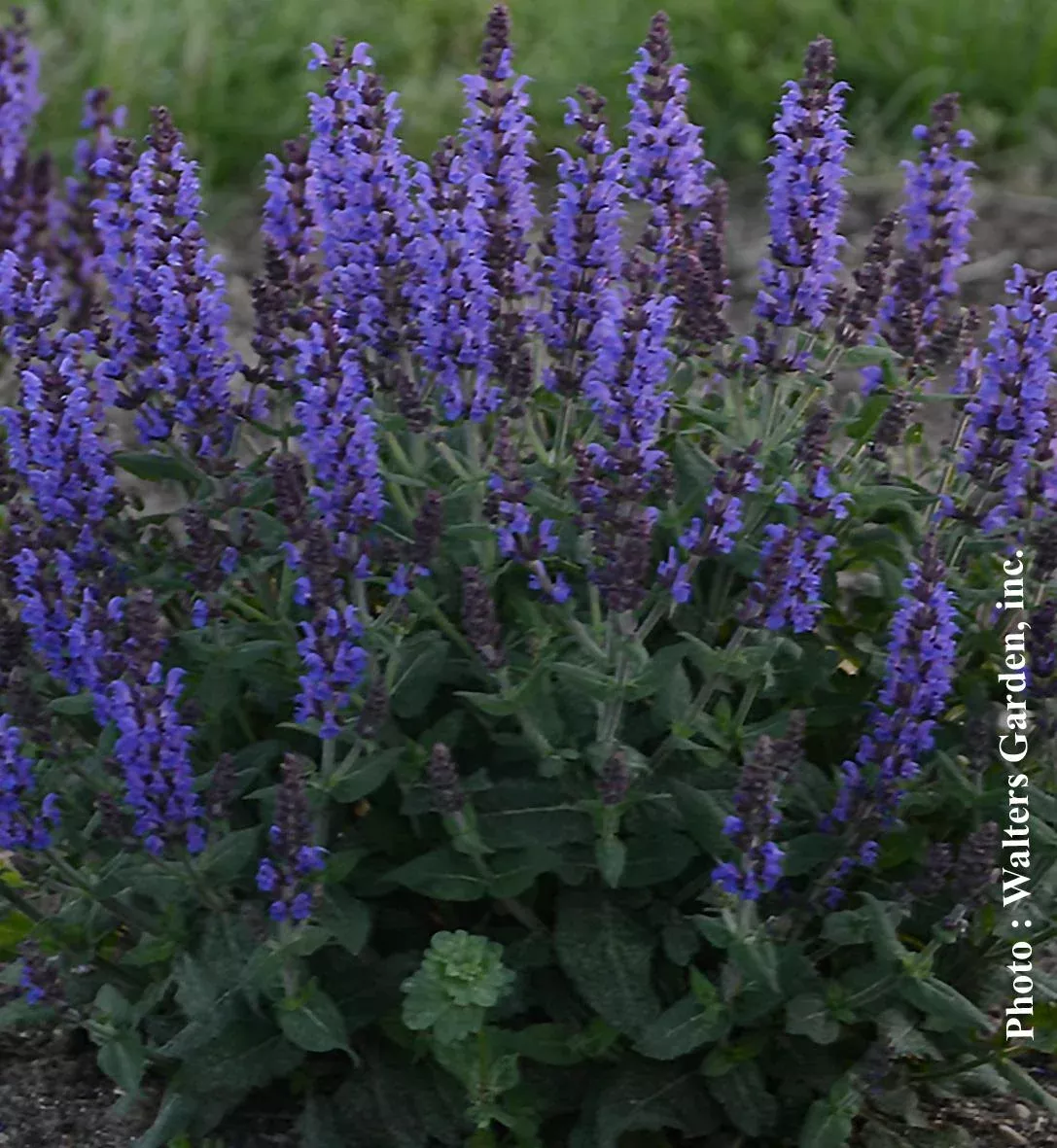 Salvia 'Bumbleblue'
