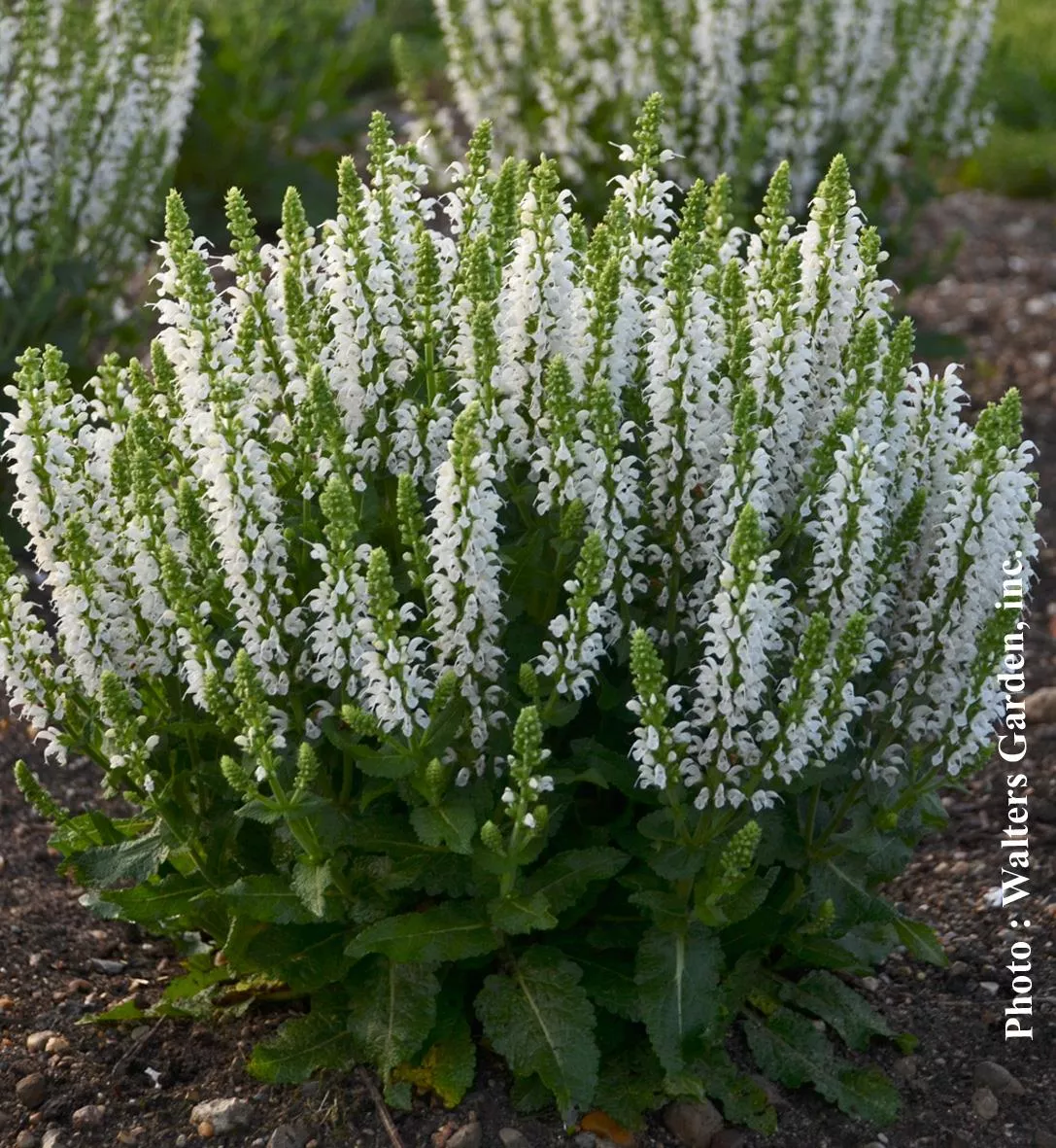 Salvia 'Bumblesnow'