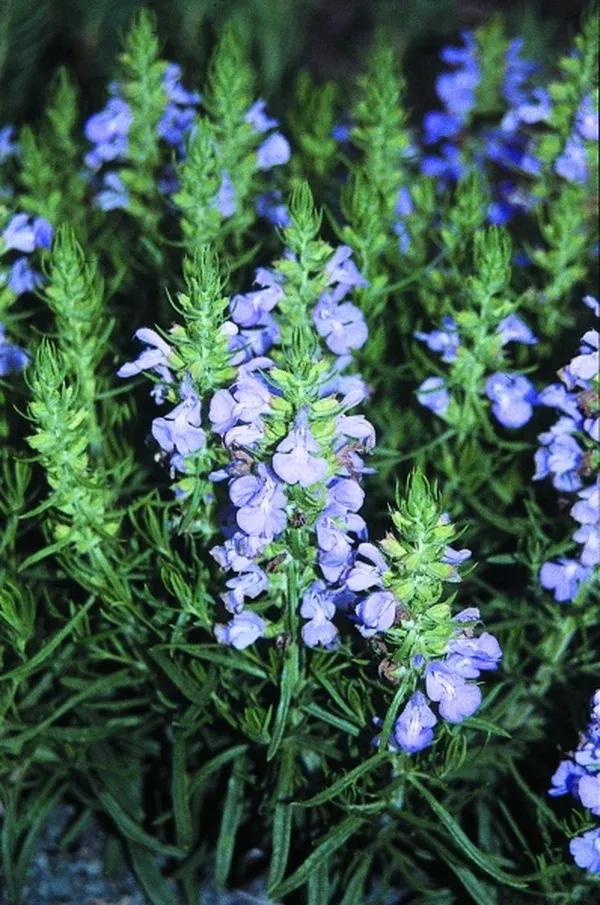 Salvia engelmannii