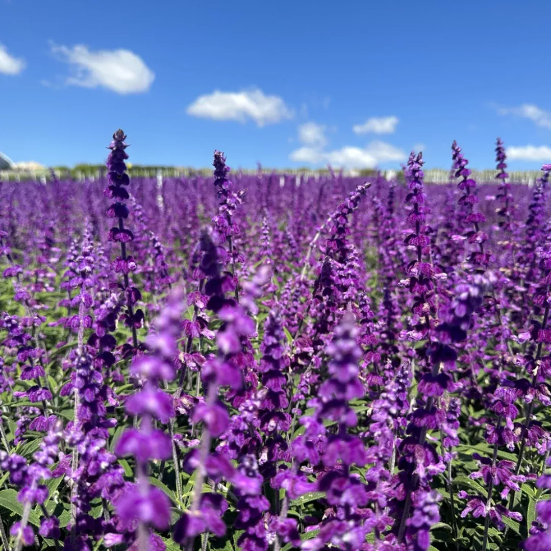 Salvia leucantha 'Santa Barbara' - [EG]