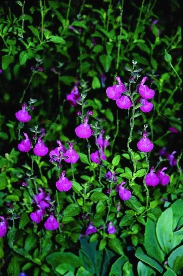 Salvia microphylla 'Wild Watermelon'