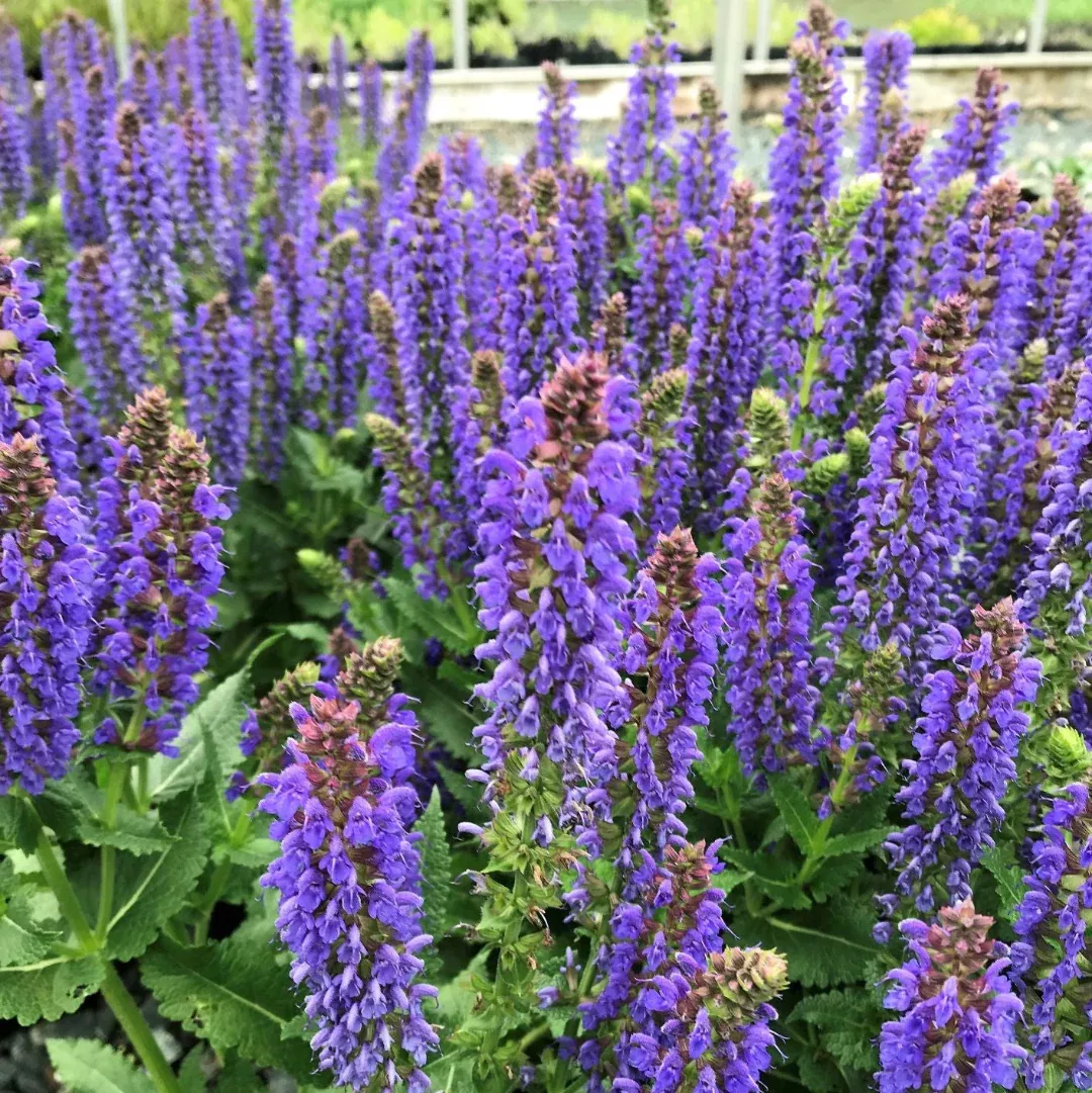 Salvia nemorosa Sallyrosa 'April Night' - [EG]