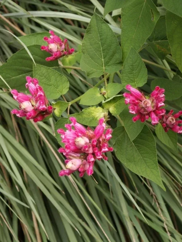 Salvia puberula 'El Butano'