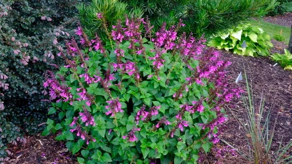 Salvia 'Unplugged Pink' PP 34,160