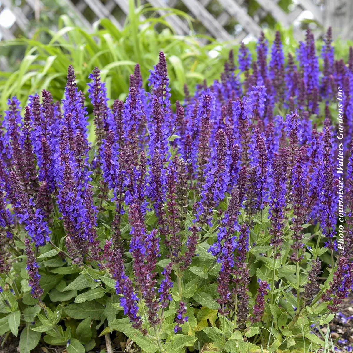 SALVIA `VIOLET PROFUSION`