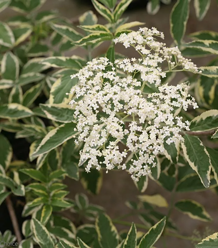 Sambucus `Instant Karma`
