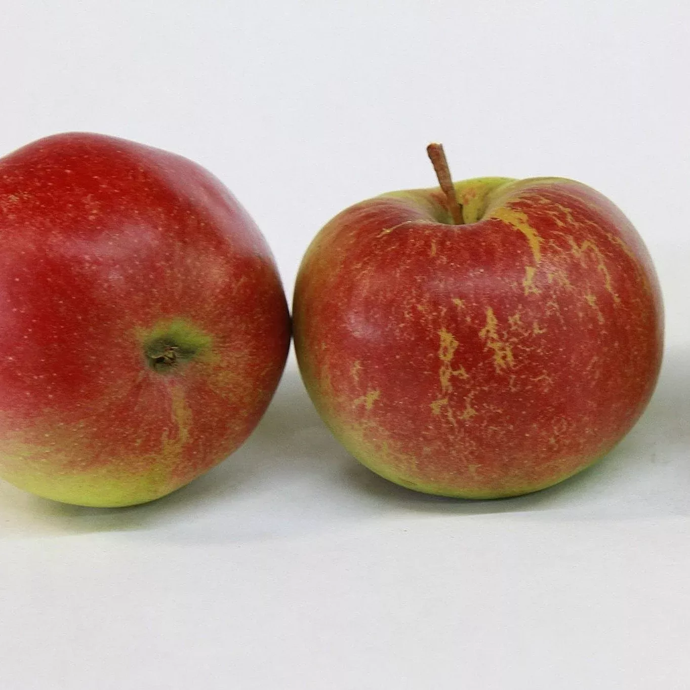 Sandow Apple