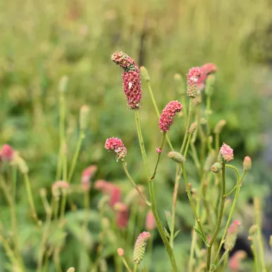 Sanguisorba 'Pink Tanna'