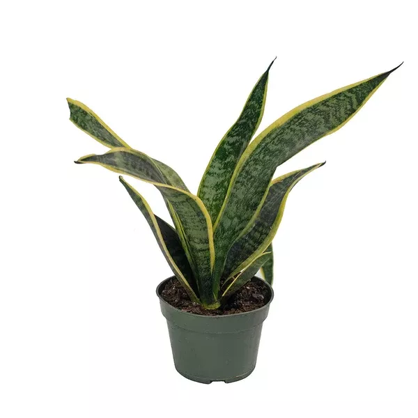 Sansevieria/Snake Plant Futura Superba