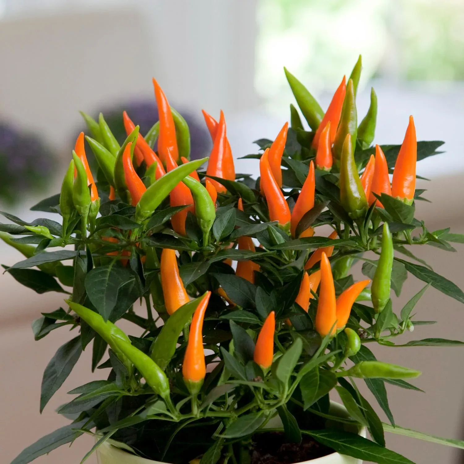 'Santos Orange' Ornamental Pepper (Capsicum)