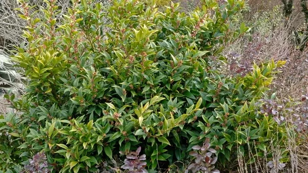 Sarcococca orientalis