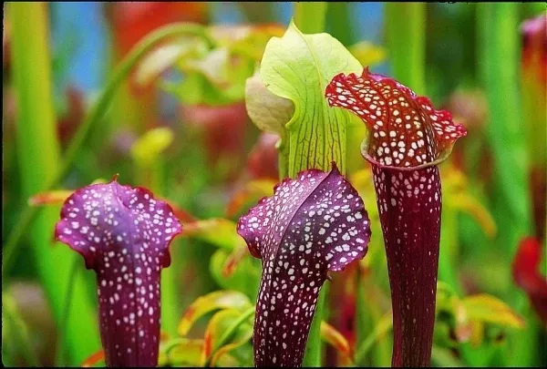 Sarracenia 'Ladies in Waiting'