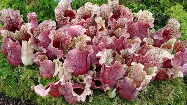 Sarracenia purpurea var. venosa