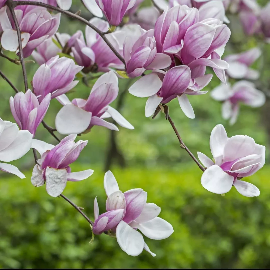 Saucer Magnolia Tree | Pixies Gardens