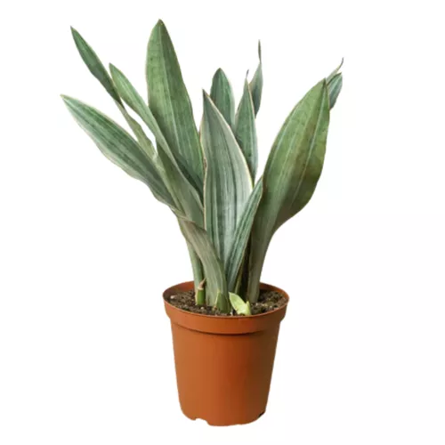 Sayuri Snake Plant