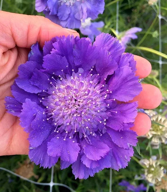 Scabiosa Fama Blue Starter Plant – 3-6 Inch Tall Plug – Pincushion Flower Perennial Outdoor