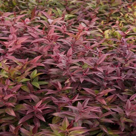 Scarletta Leucothoe