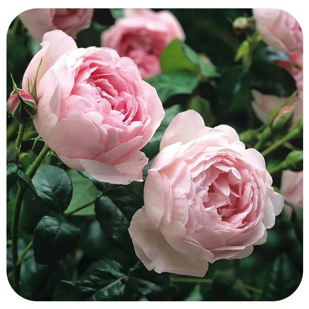 Scepter'd Isle Rose by David Austin
