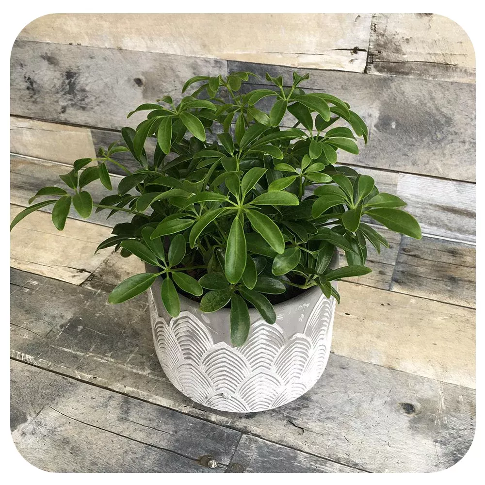Schefflera Arboricola Green Bush
