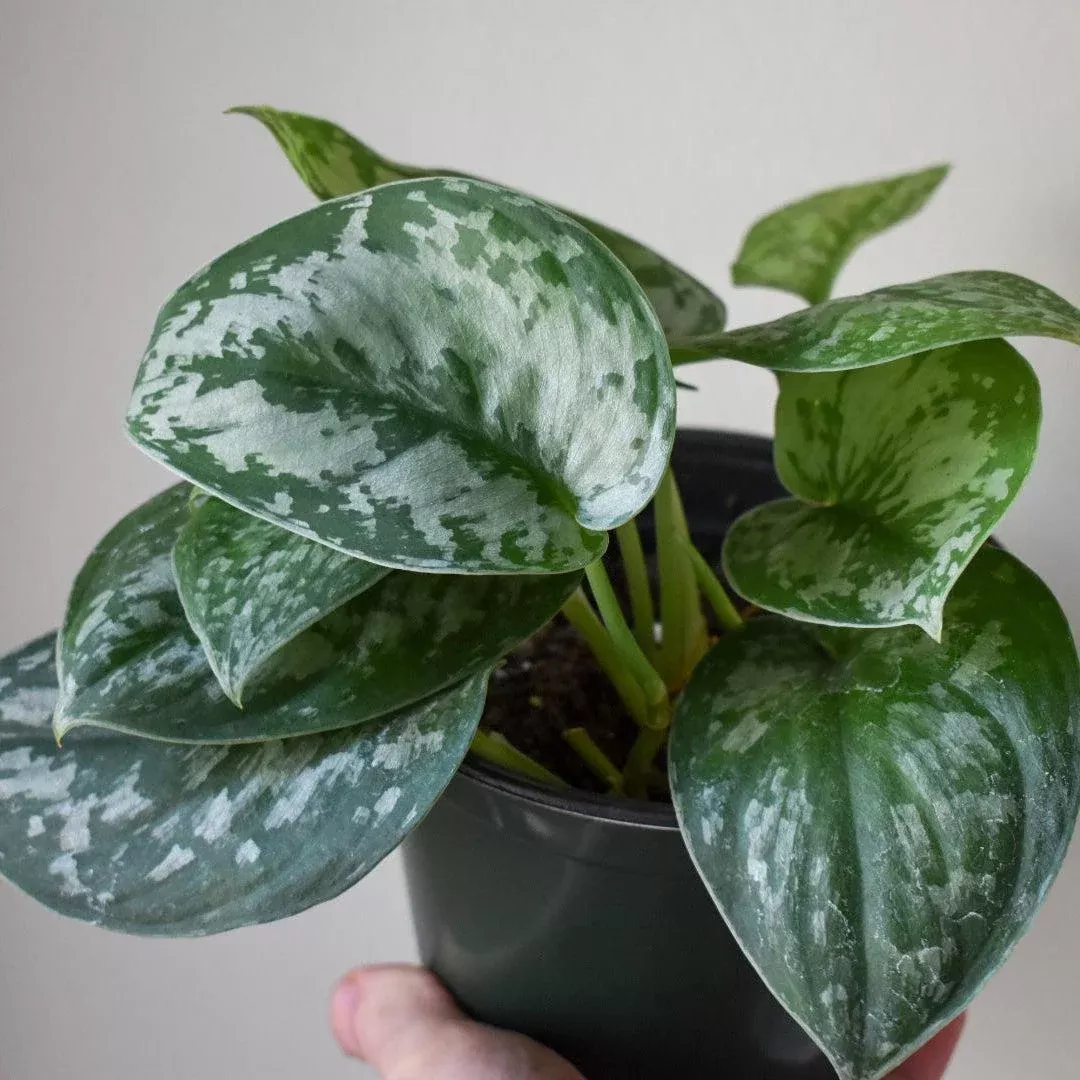 Scindapsus 'Silver Splash'