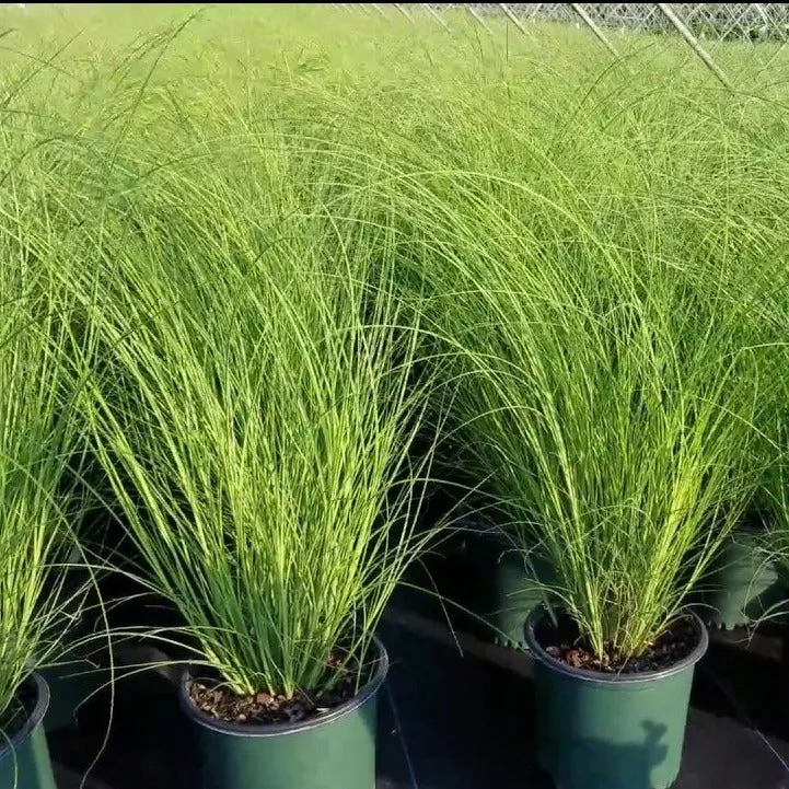 Scout Maiden Grass – Large Bold Upright Orn | Pixies Gardens