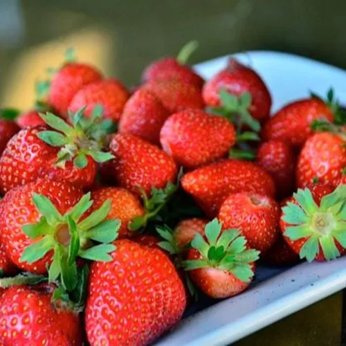 Seascape Strawberry Plant