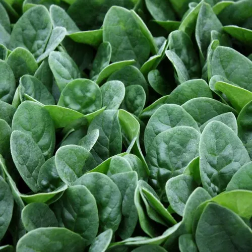 Seaside Spinach Plant