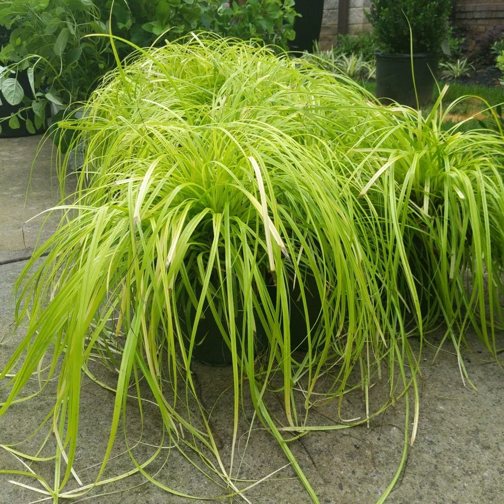Sedge, EverColor Everillo Sedge