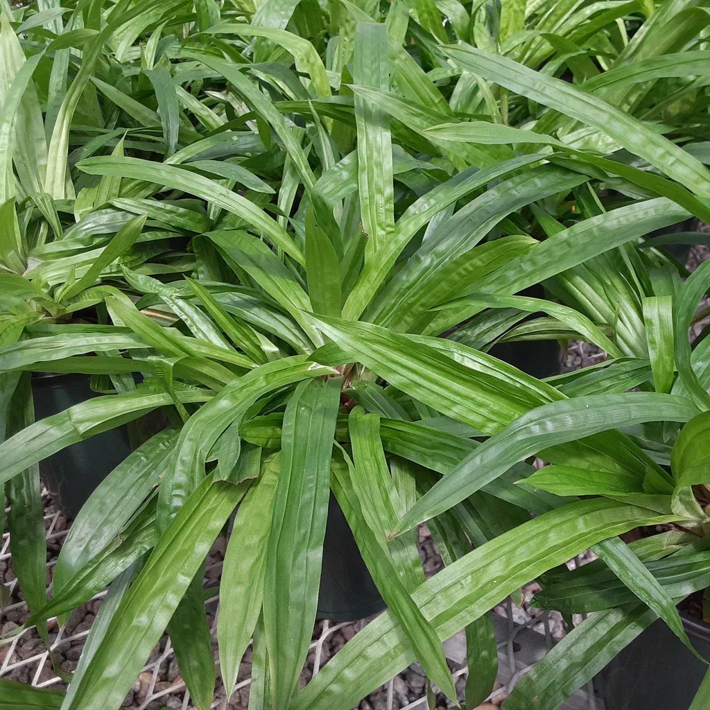 Sedge, Seersucker Sedge