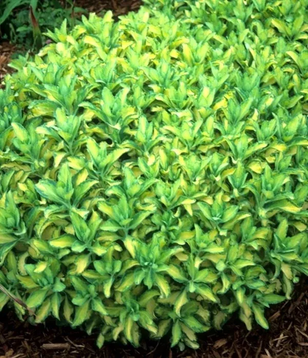 Sedum alboroseum 'Mediovariegatum'
