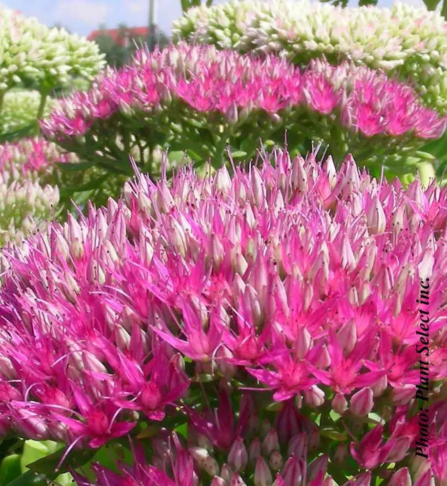 Sedum 'Carl'