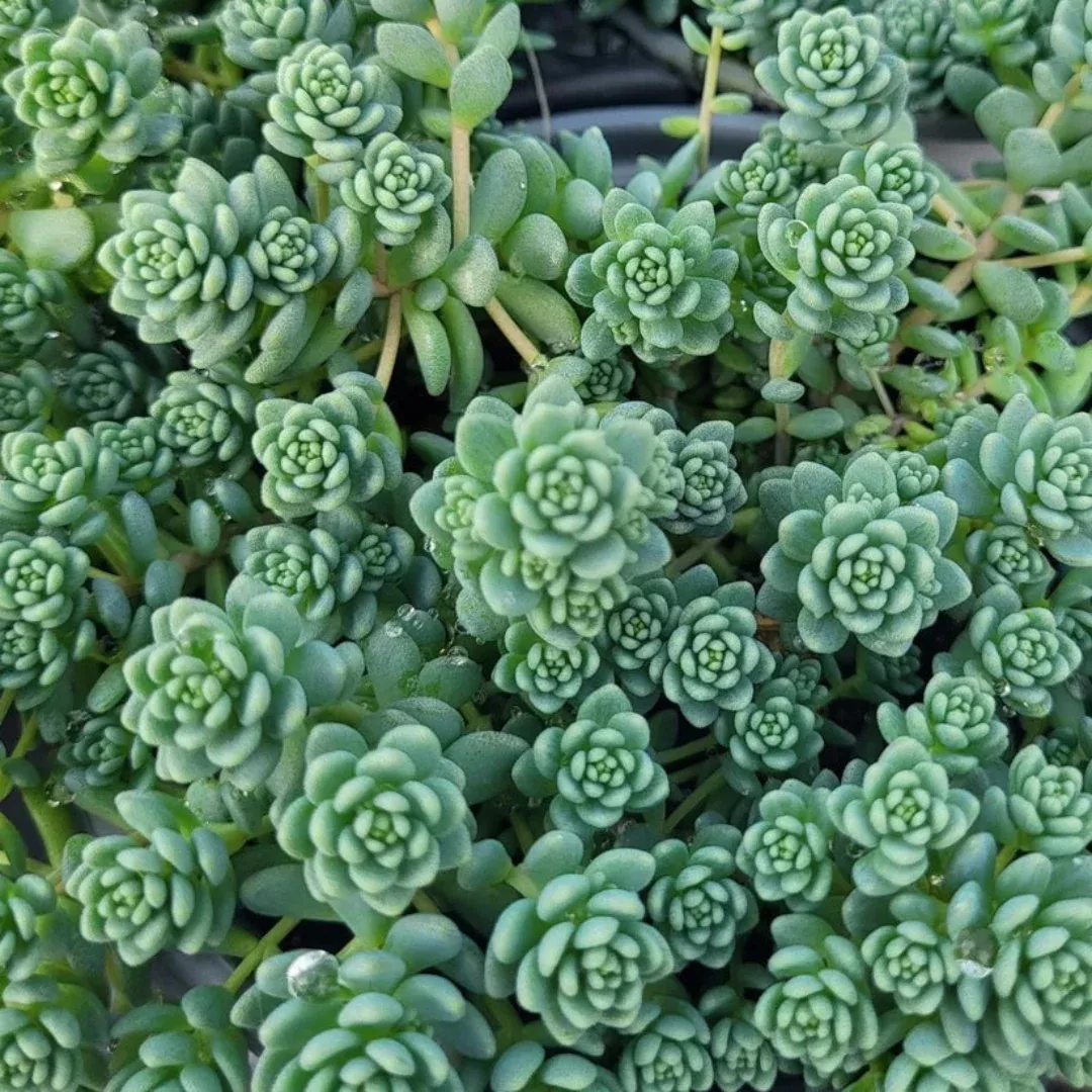 Sedum dasyphyllum 'Major' Corsican Stonecrop - [EG]
