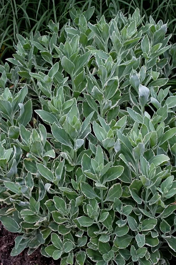 Sedum 'Frosty Morn'