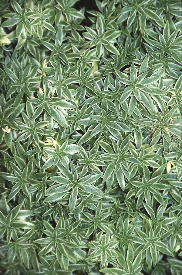 Sedum lineare 'Variegatum'