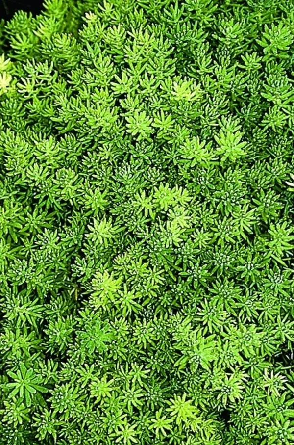 Sedum mexicanum