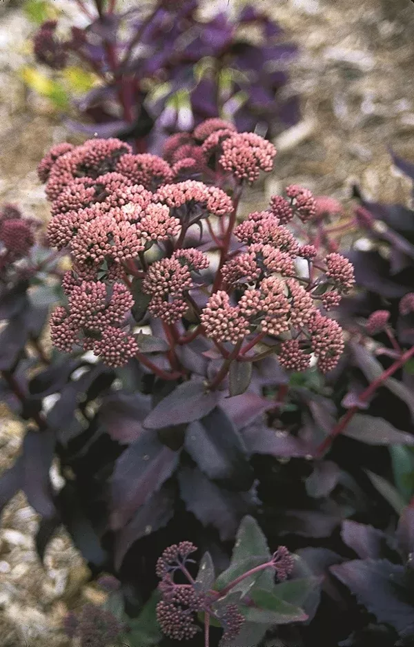 Sedum 'Purple Emperor'