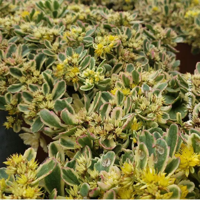 Sedum Rock'N Grow 'Boogie Woogie'