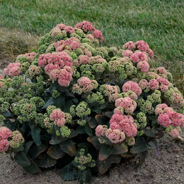 Sedum Rock'N Grow 'Coraljade'