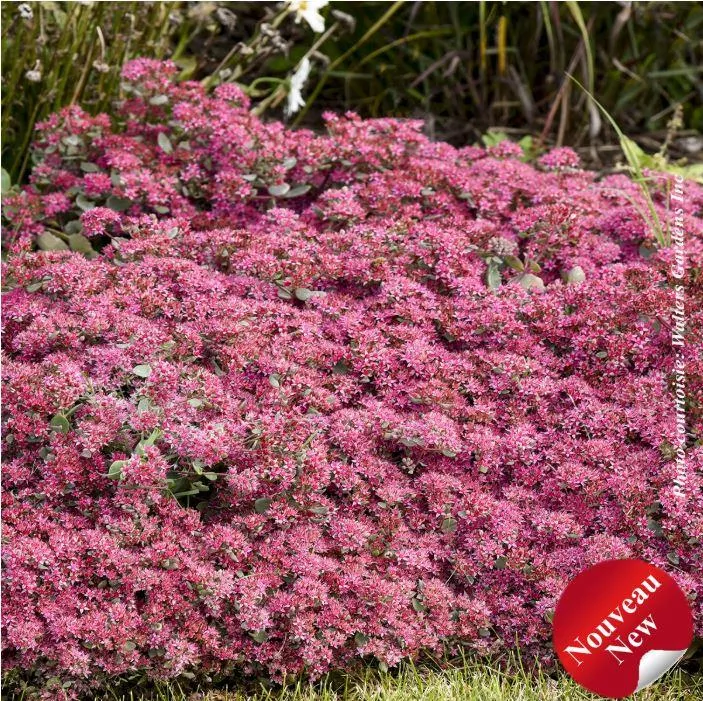 Sedum Rock `N Round `Superstar`