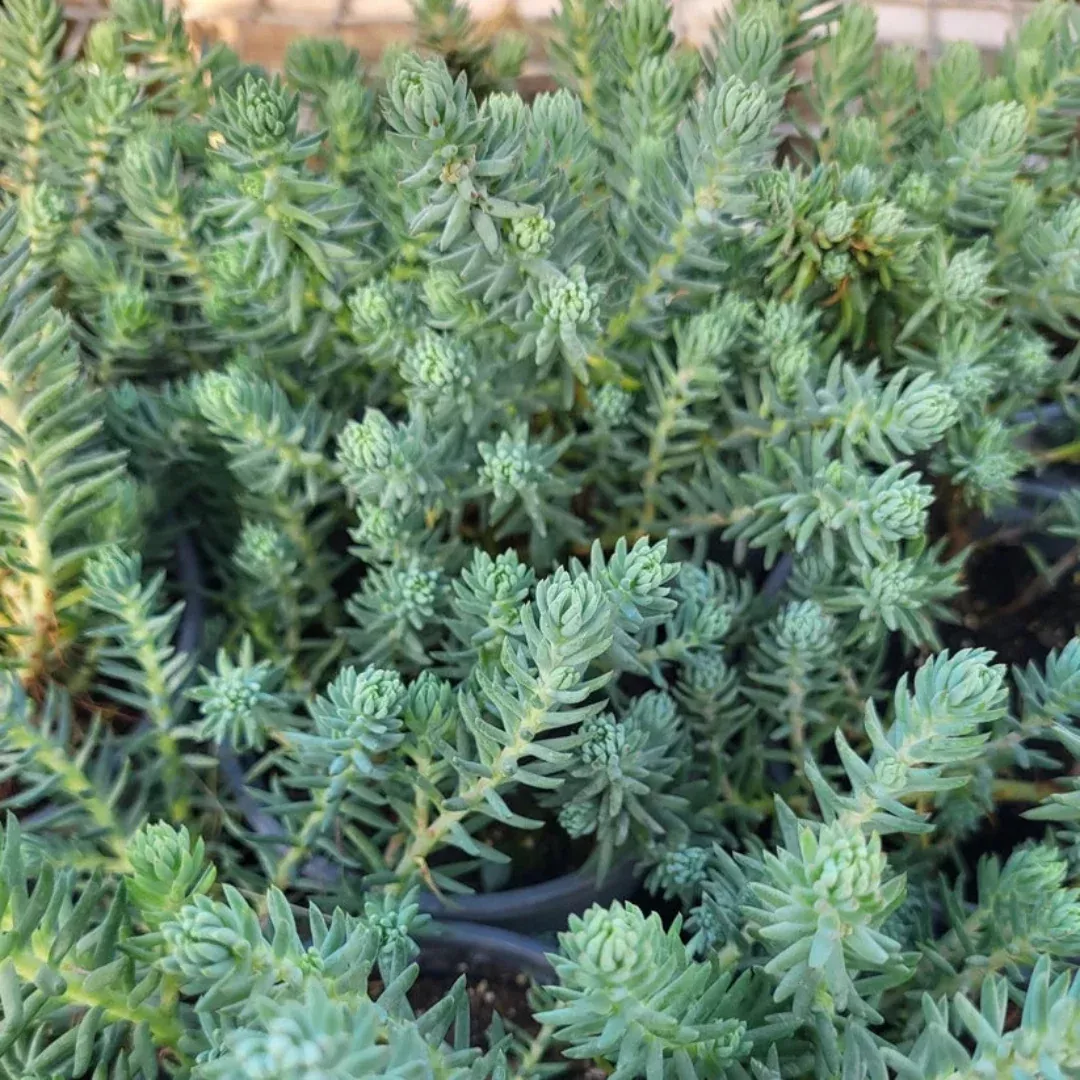 Sedum rupestre 'Blue Spruce' - [EG]