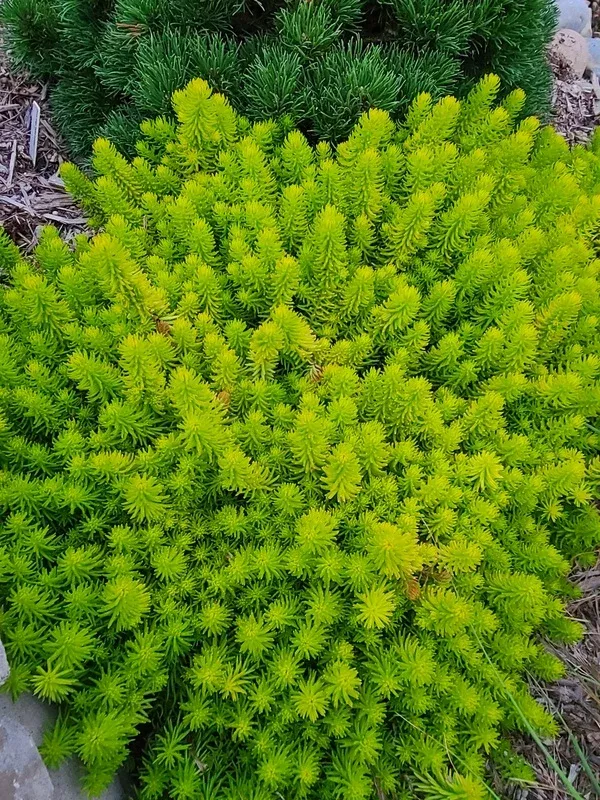 Sedum rupestre 'Prima Angelina' PP 32,414