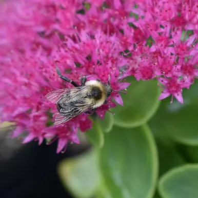 Sedum spectabile 'Neon'