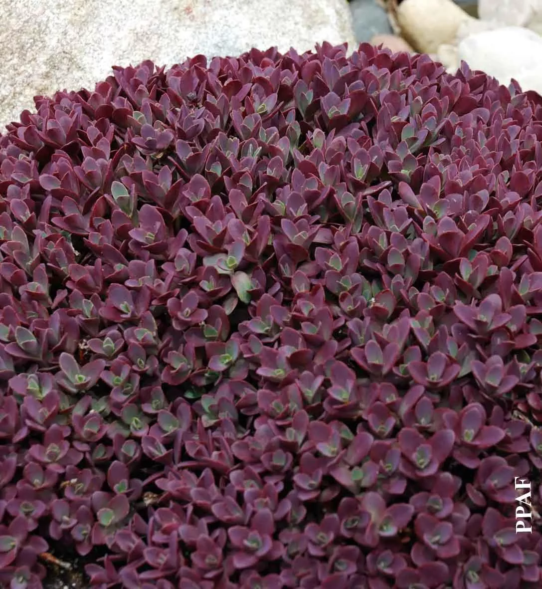 Sedum SunSparkler 'Firecracker'