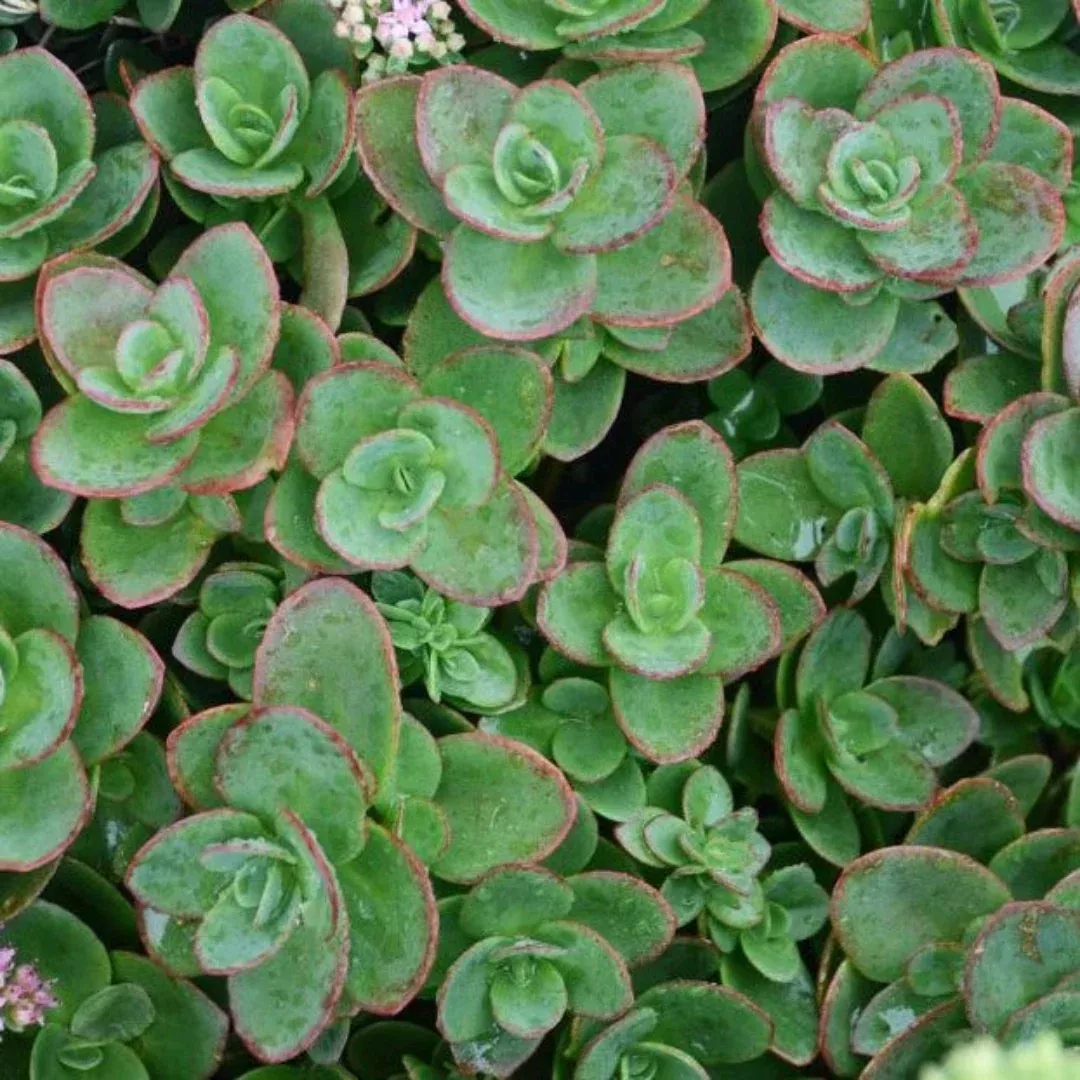 Sedum SunSparkler 'Lime Zinger' - [EG]