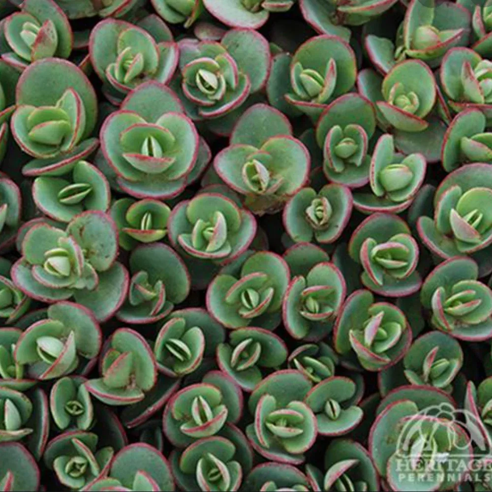 Sedum SunSparkler 'Lime Zinger'