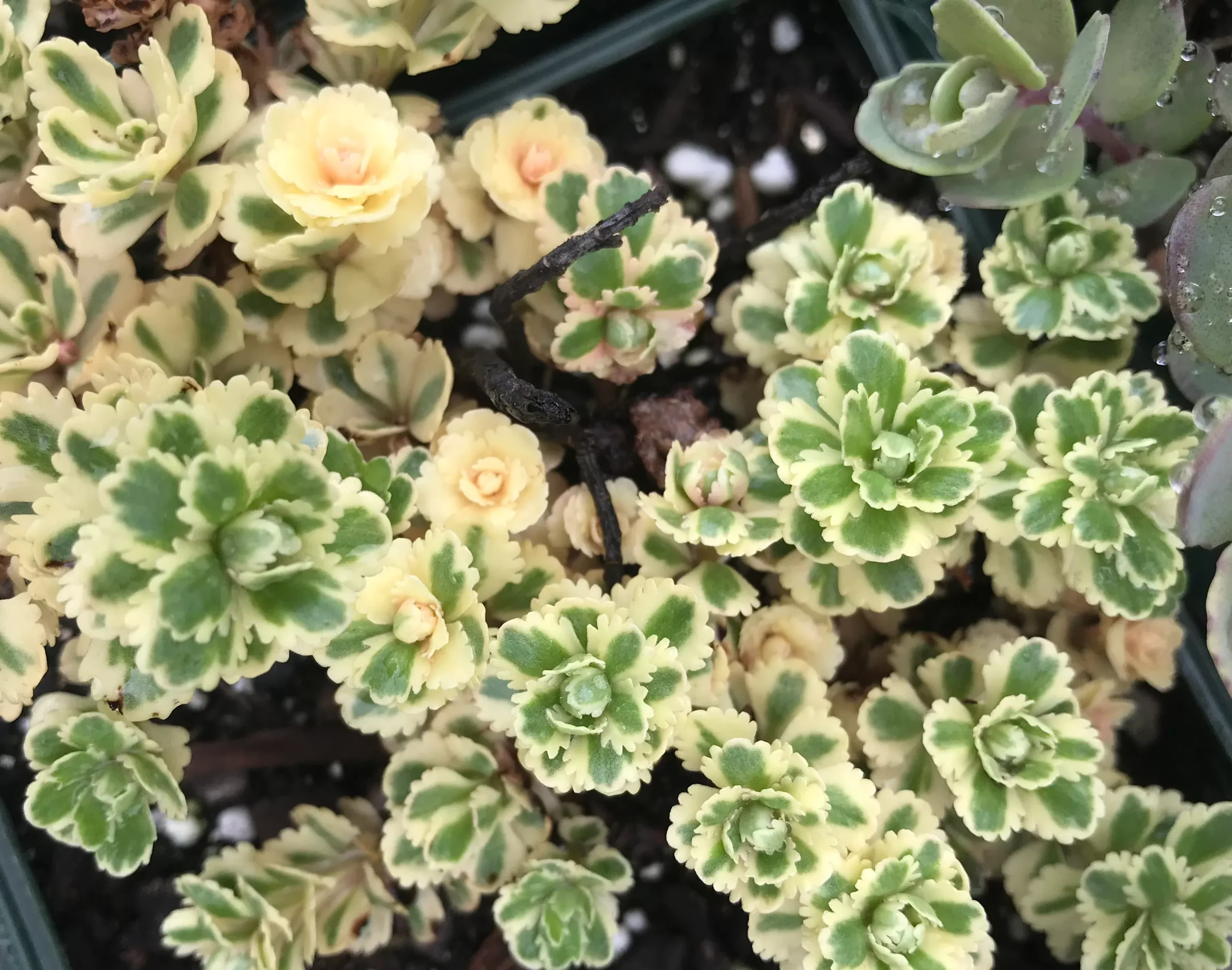 Sedum takesimense 'Atlantis'