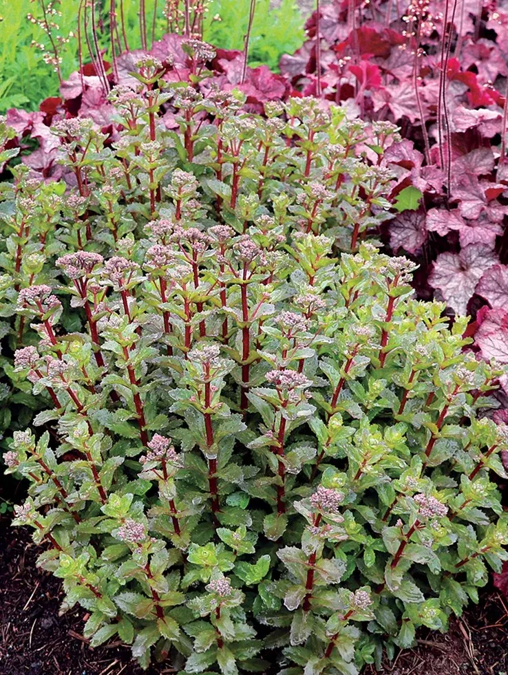 Sedum telephium 'Double Martini'
