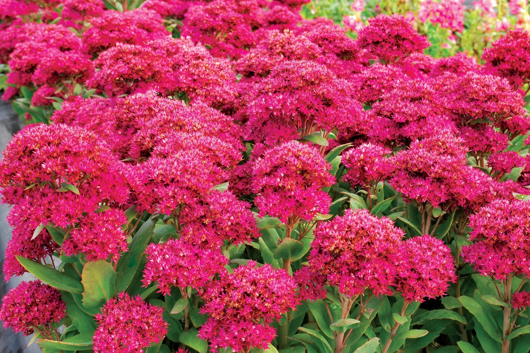 Sedum x 'Class Act'